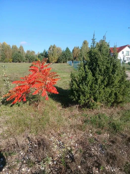 Działka budowlana Kowalowce. Zdjęcie 4