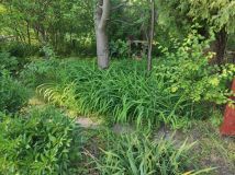 Działka rod Wrocław Krzyki. Zdjęcie 3