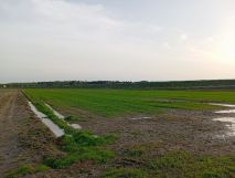 Działka rolna Lubice. Zdjęcie 3