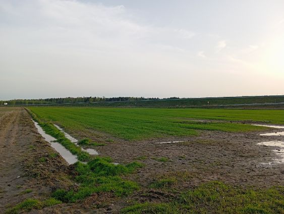 Działka rolna Lubice. Zdjęcie 4