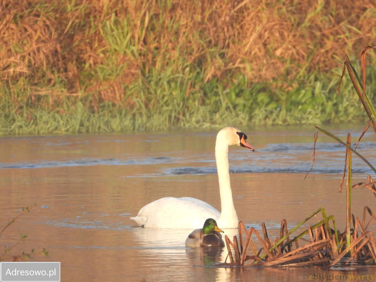 Działka rekreacyjna Zakrzówek Szlachecki. Zdjęcie 6