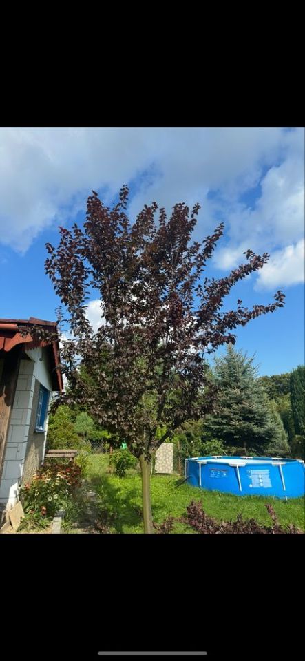 Działka rod Jastrzębie-Zdrój. Zdjęcie 5