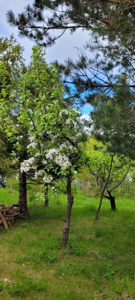 Działka rod Gdańsk Brętowo. Zdjęcie 7