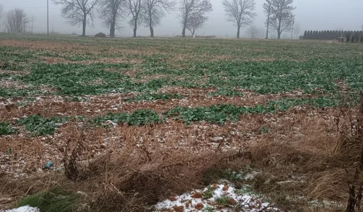 Działka budowlana Krasnystaw, ul. Bojarskiego