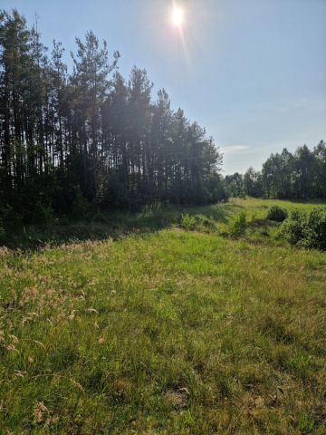 Działka rolno-budowlana Kaliska. Zdjęcie 1