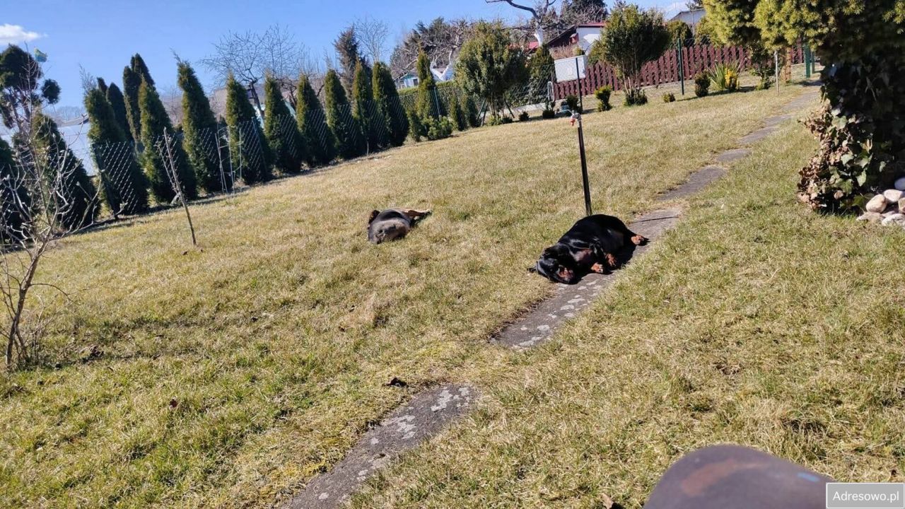 Działka rod Złotów. Zdjęcie 10