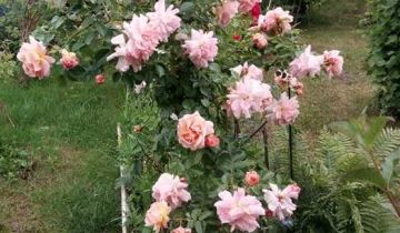 Działka rod Koszalin Jamno