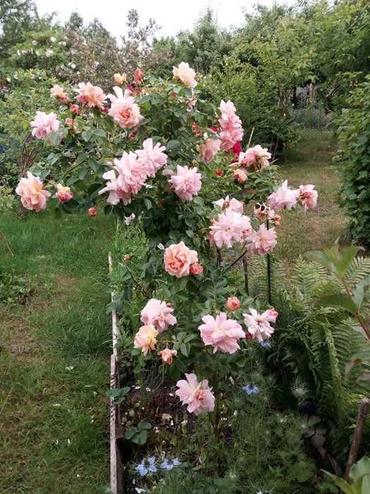 Działka rod Koszalin Jamno. Zdjęcie 2