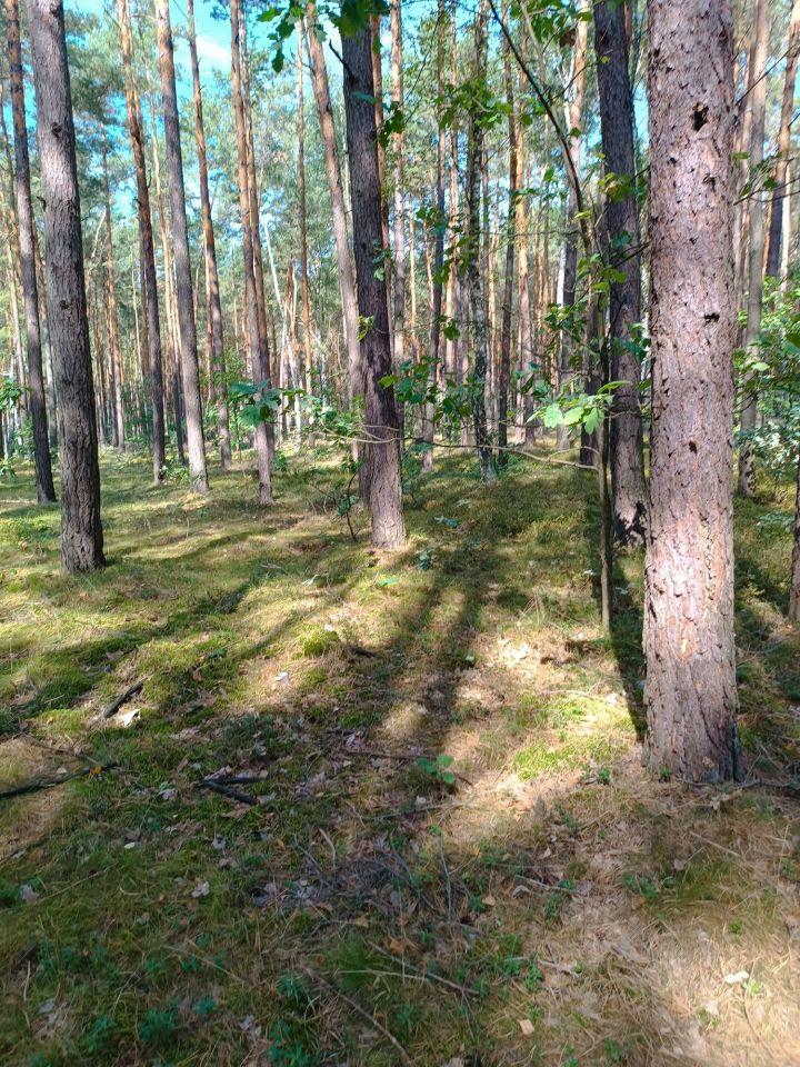 Działka leśna Wola Życka. Zdjęcie 3