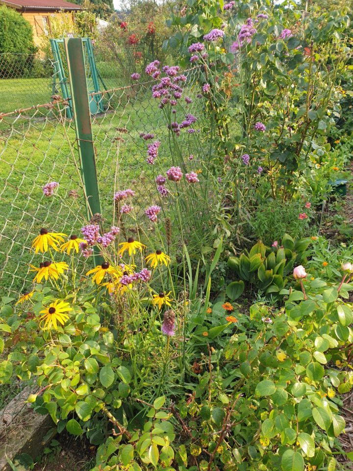 Działka rod Szczecin Śródmieście, ul. Marynarska. Zdjęcie 13