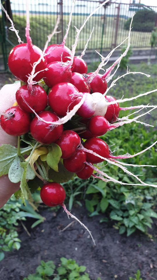 Działka rod Warszawa Marymont, ul. Klaudyny. Zdjęcie 22