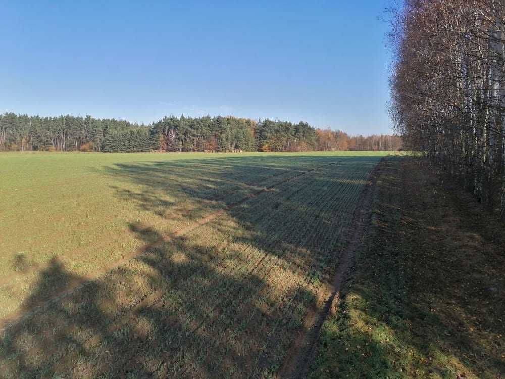 Działka Kondrajec Szlachecki. Zdjęcie 4