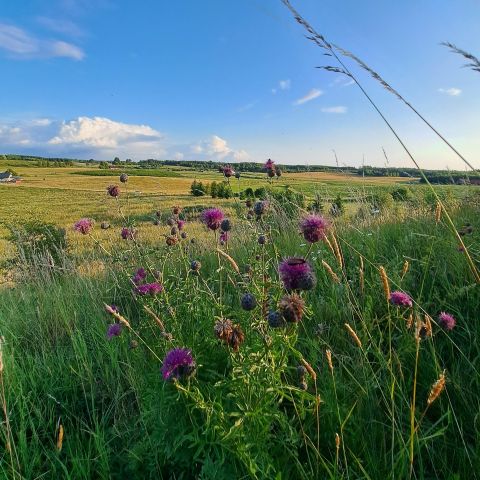 Działka rolno-budowlana Studzianka. Zdjęcie 1