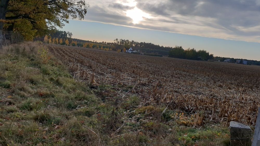 Działka budowlana Dobromierz. Zdjęcie 6