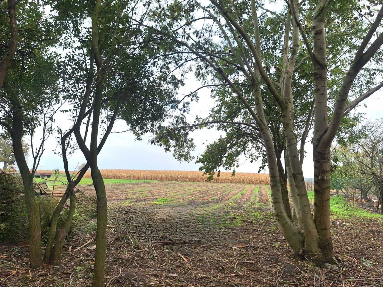 Działka budowlana Czechel. Zdjęcie 8