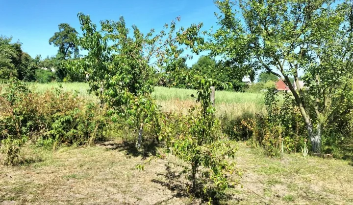 Działka budowlana Krzywin, Drzewiarzy