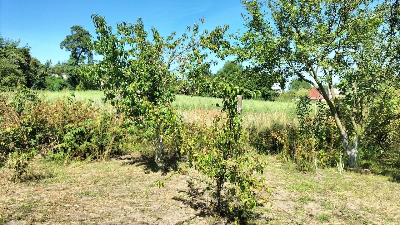 Działka budowlana Krzywin, Drzewiarzy. Zdjęcie 1