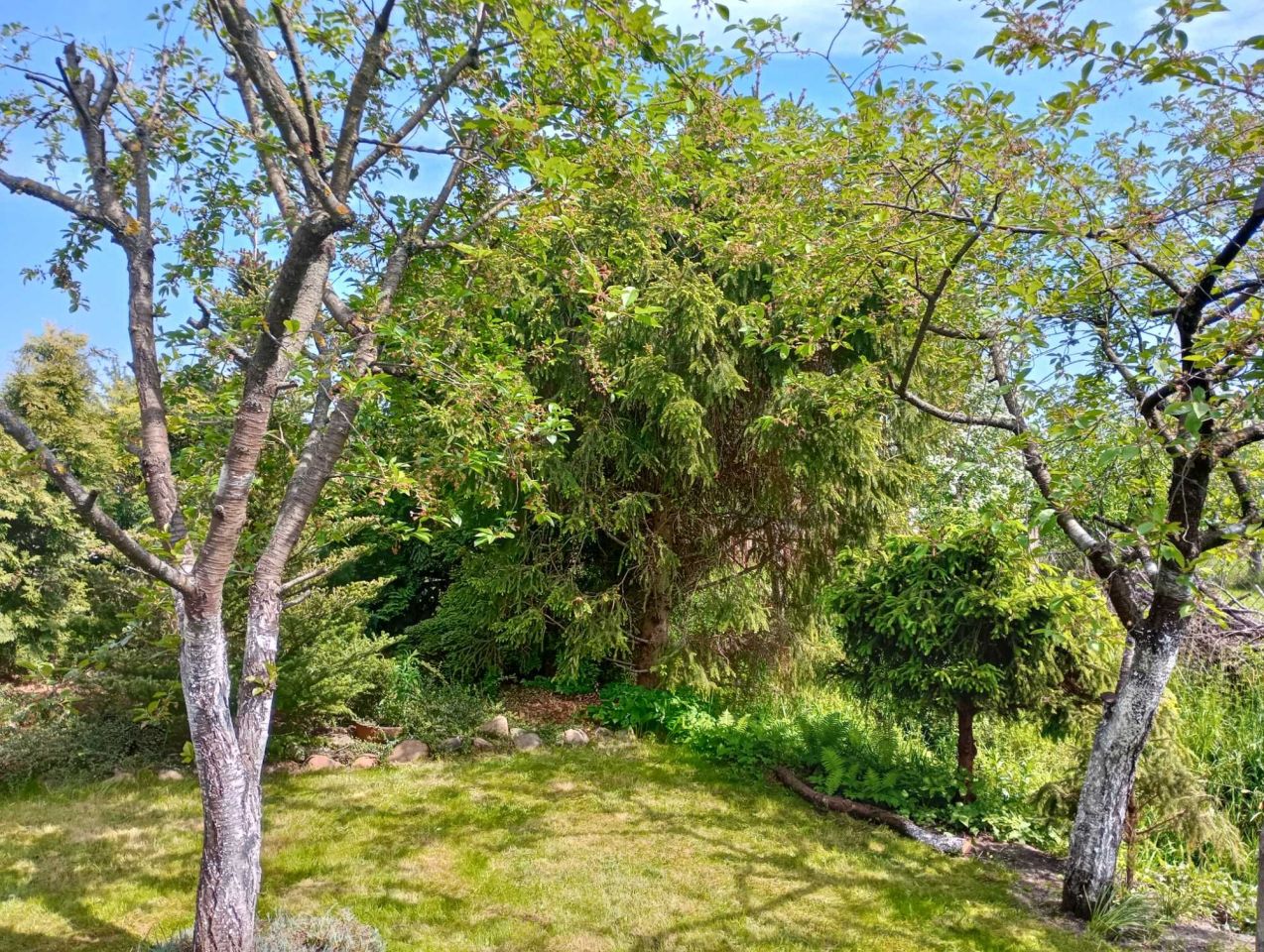 Działka rod Gdańsk Olszynka, ul. Modra. Zdjęcie 5