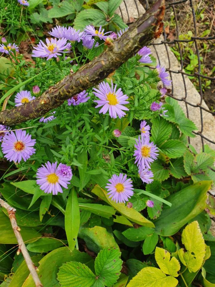 Działka rod Będzin Grodziec, ul. Marii Konopnickiej. Zdjęcie 7