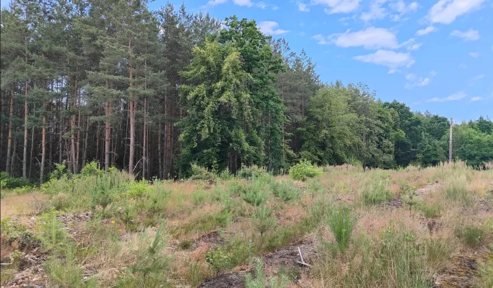 Działka inna Wilkanowo, drogi lesne