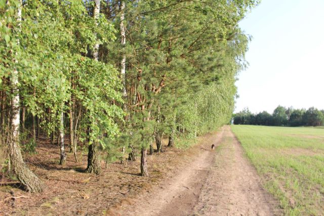 Działka budowlana Lipianki. Zdjęcie 1