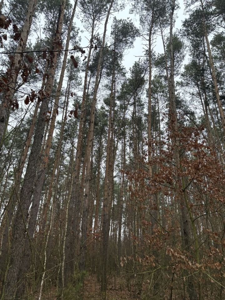 Działka leśna Soćki. Zdjęcie 5