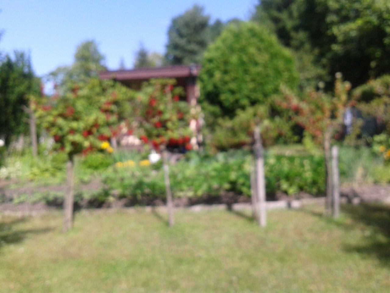 Działka leśna Radom, ul. Janiszewska. Zdjęcie 2