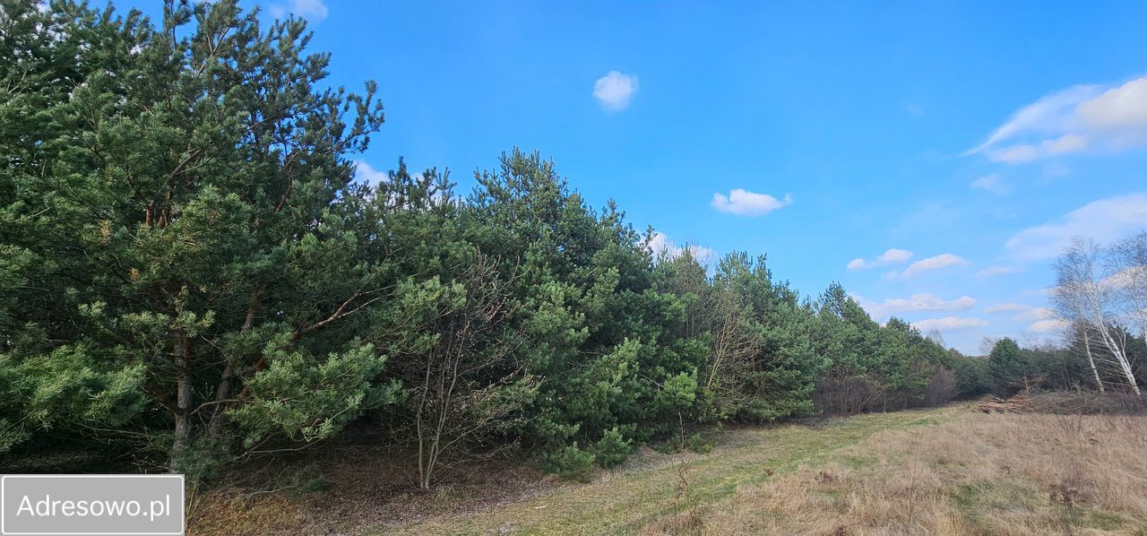 Działka rolna Królewo. Zdjęcie 4