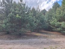 Działka rolna Zarzęcin. Zdjęcie 3