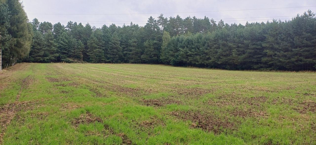 Działka leśna Stare Lipki. Zdjęcie 3