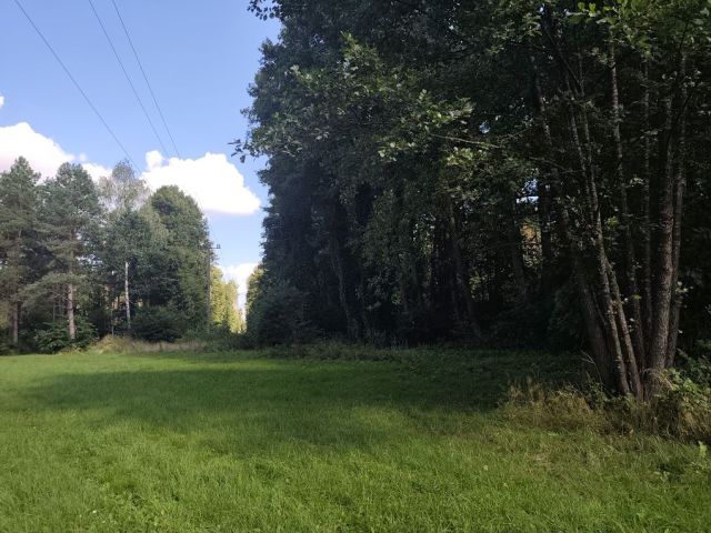 Działka leśna Iły. Zdjęcie 1