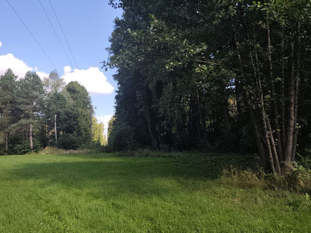 Działka leśna Iły. Zdjęcie 1