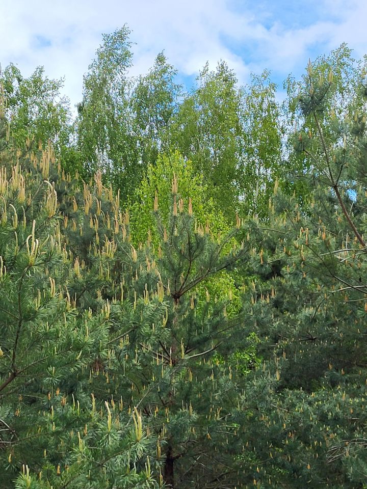 Działka budowlana Burlaki, ul. Akacjowa. Zdjęcie 5