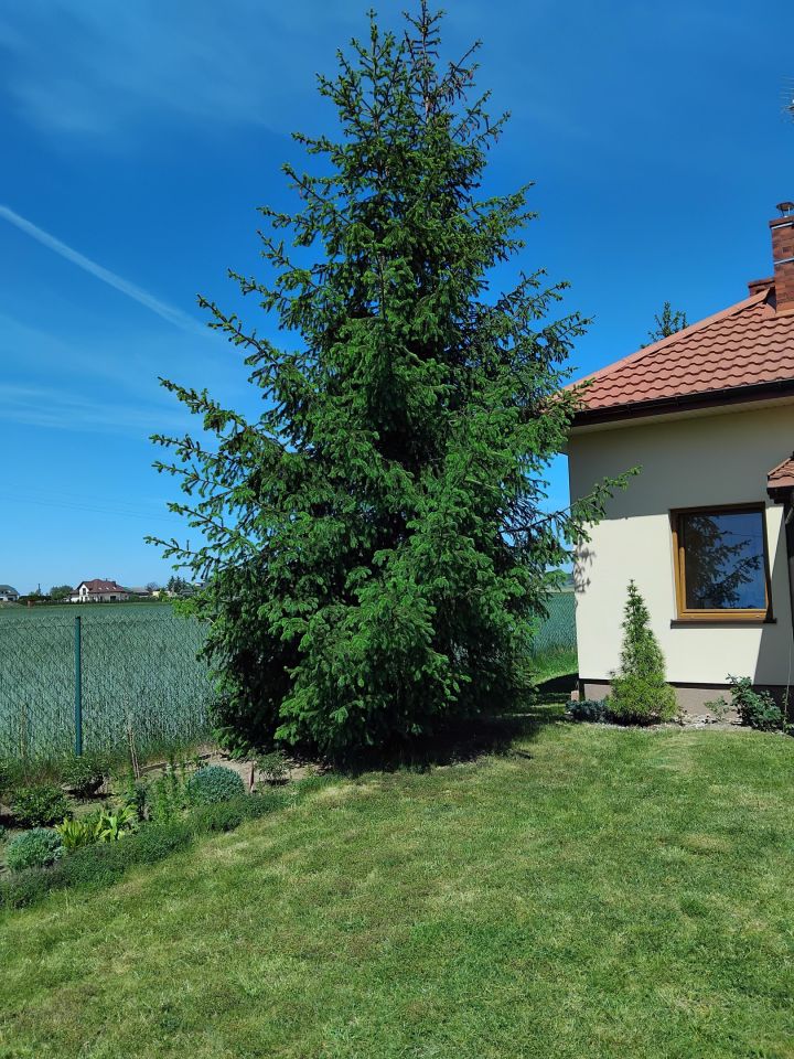 dom wolnostojący, 2 pokoje Albertów. Zdjęcie 4