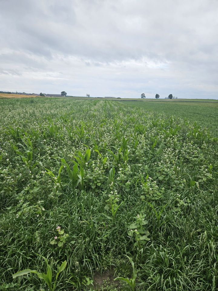 Działka rolna Rębiszewo-Studzianki. Zdjęcie 4