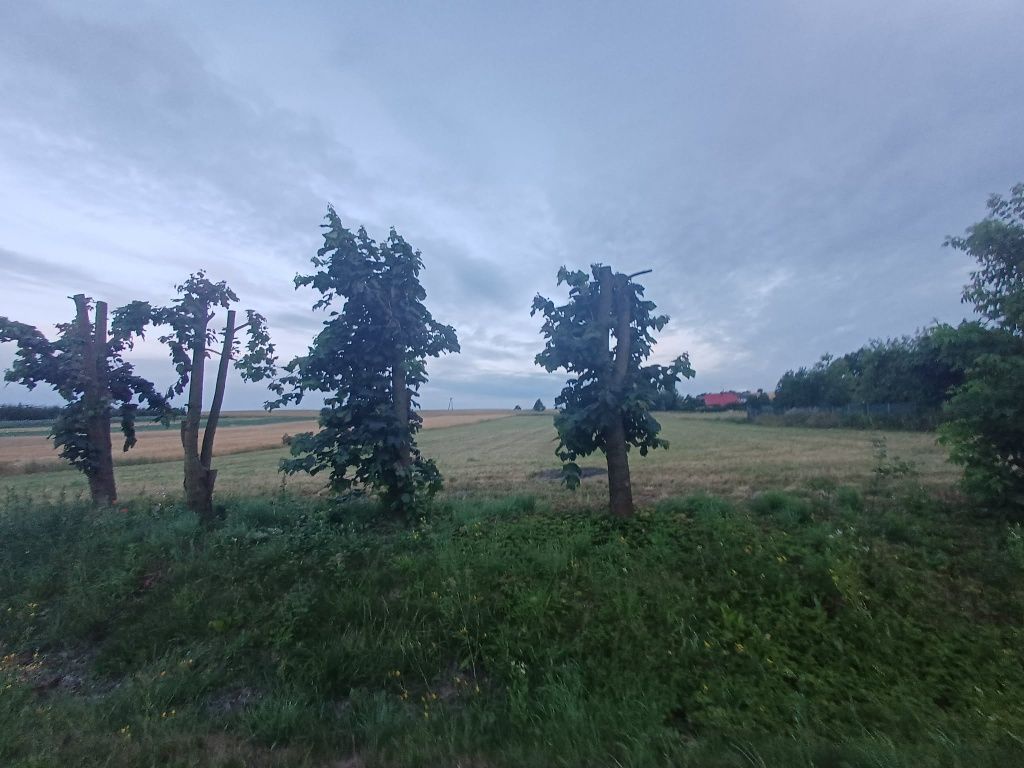 Działka rolno-budowlana Sierbowice. Zdjęcie 4