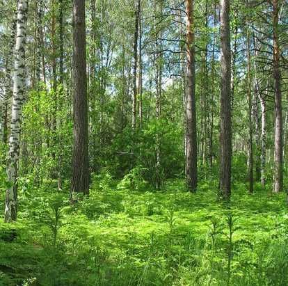 Działka leśna Oleśnica. Zdjęcie 1