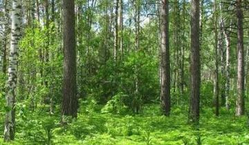 Działka leśna Oleśnica