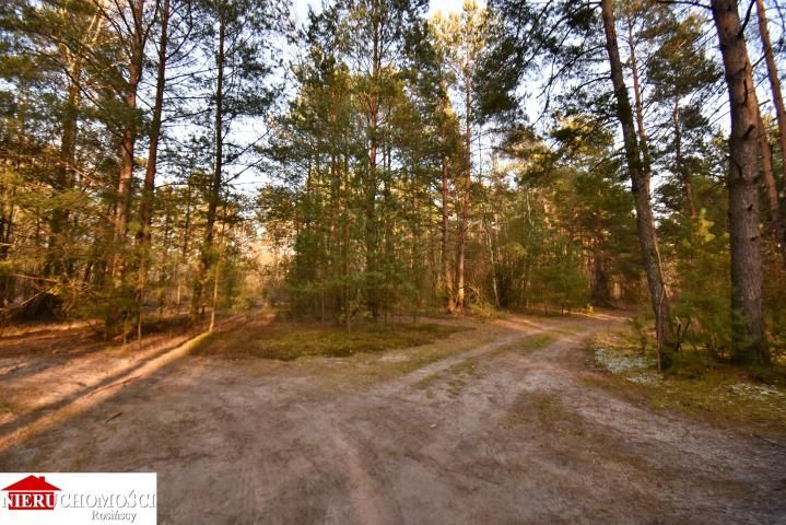 Działka leśna Stanisławów. Zdjęcie 8