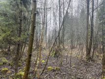 Działka leśna Krosno. Zdjęcie 2