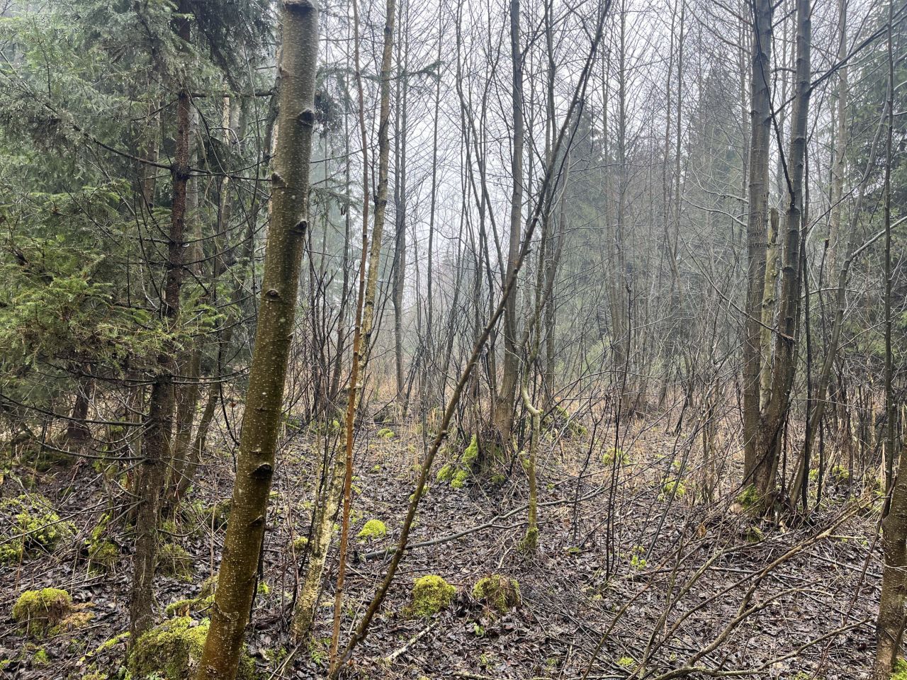 Działka leśna Łazy Małe. Zdjęcie 3