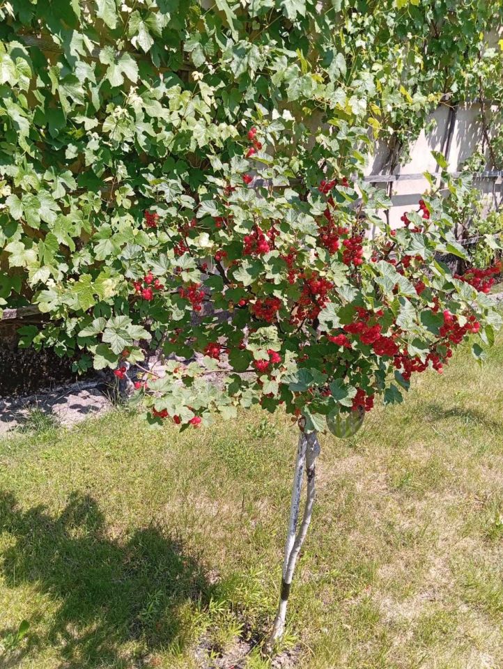 Działka rod Zabrze. Zdjęcie 5