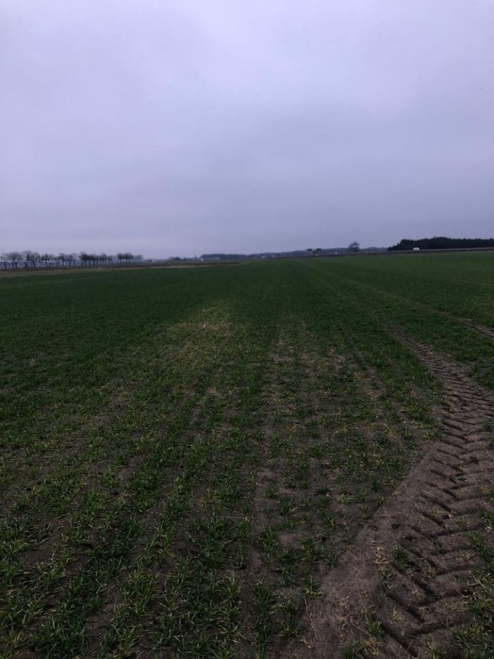 Działka Smolniki. Zdjęcie 2