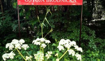 Działka rekreacyjna Ostrowite Wronka