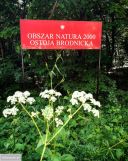 Działka rekreacyjna Ostrowite Wronka. Zdjęcie 1