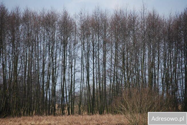Działka leśna Garki. Zdjęcie 5