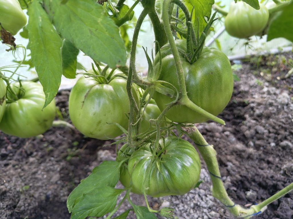 Działka rod Olsztyn. Zdjęcie 2