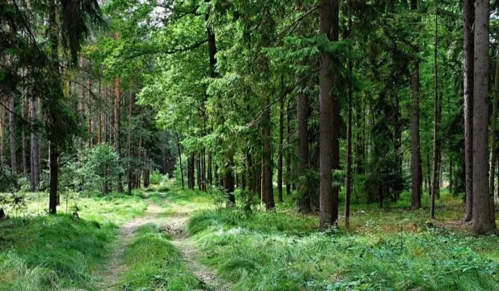 Działka leśna Parczew