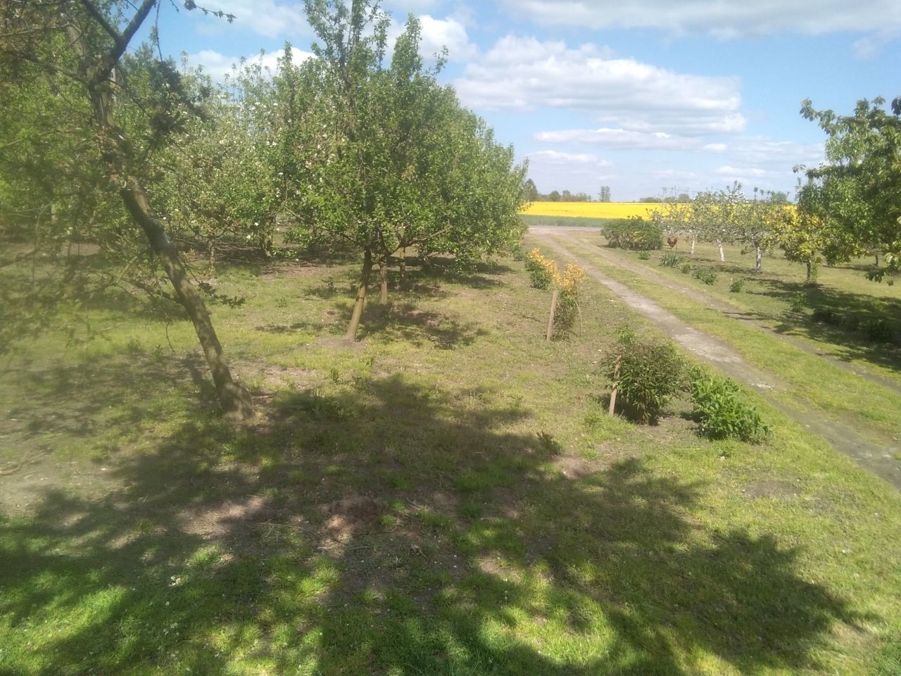 gospodarstwo, 4 pokoje Helenów. Zdjęcie 10