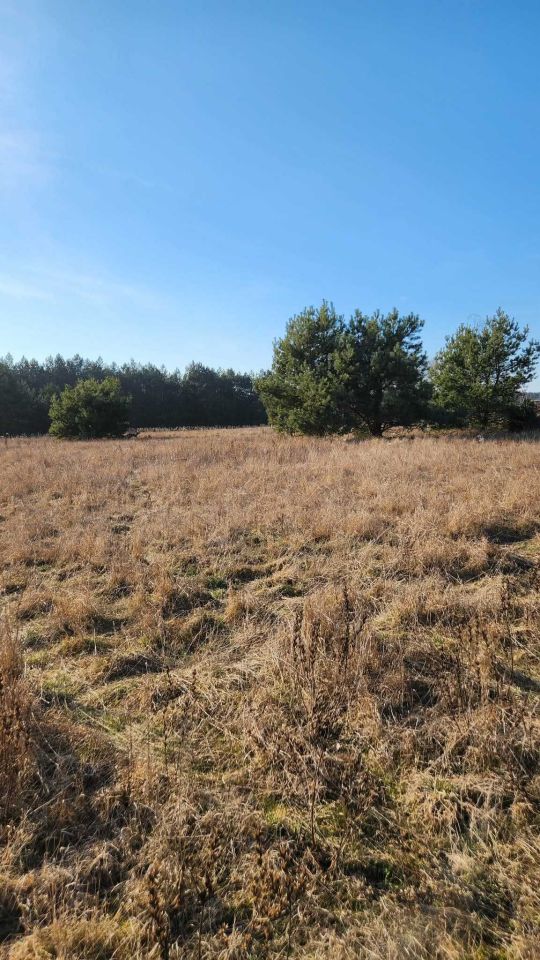 Działka budowlana Szadki. Zdjęcie 6